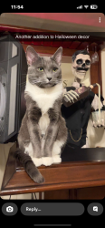 Lost Male Cat last seen Dysart and Osborn , Litchfield Park, AZ 85340