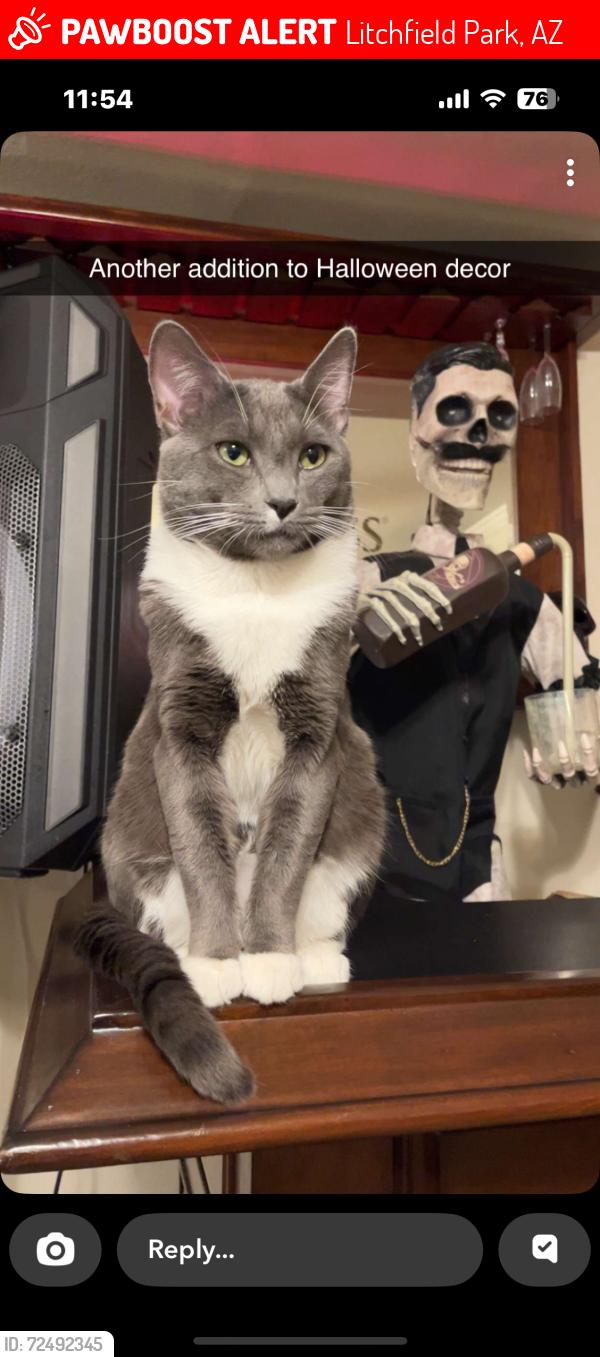 Lost Male Cat last seen Dysart and Osborn , Litchfield Park, AZ 85340