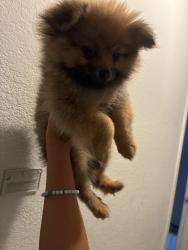 Lost Female Dog last seen Near 9th st union city, Union City, CA 94587