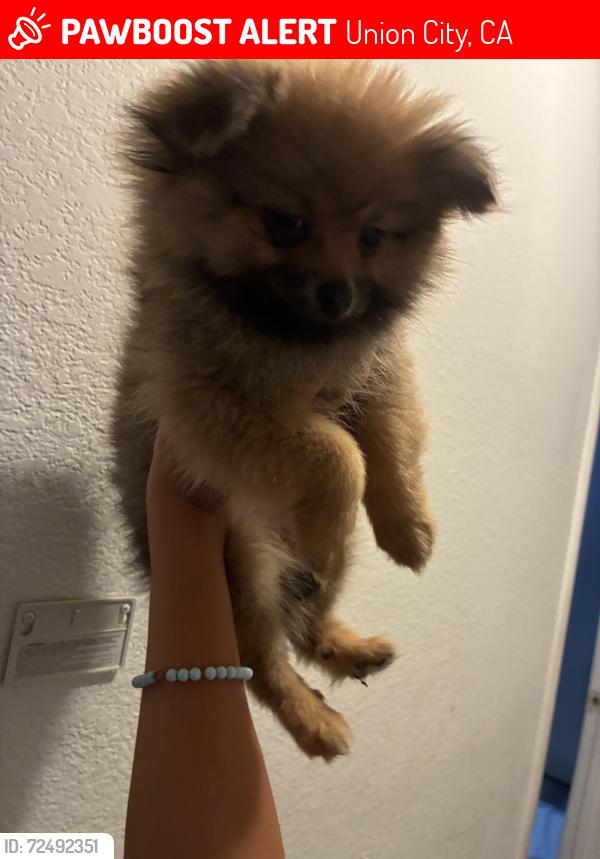 Lost Female Dog last seen Near 9th st union city, Union City, CA 94587