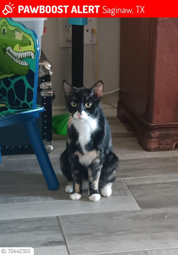 Lost Female Cat last seen wheatland rd ; high cotton trail, Saginaw, TX 76179