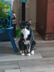 Lost Female Cat last seen wheatland rd ; high cotton trail, Saginaw, TX 76179