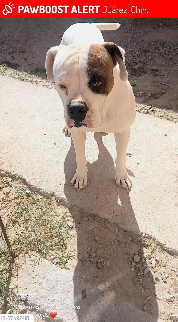 Lost Male Dog last seen Calle granjero , Juárez, Chih. 32697