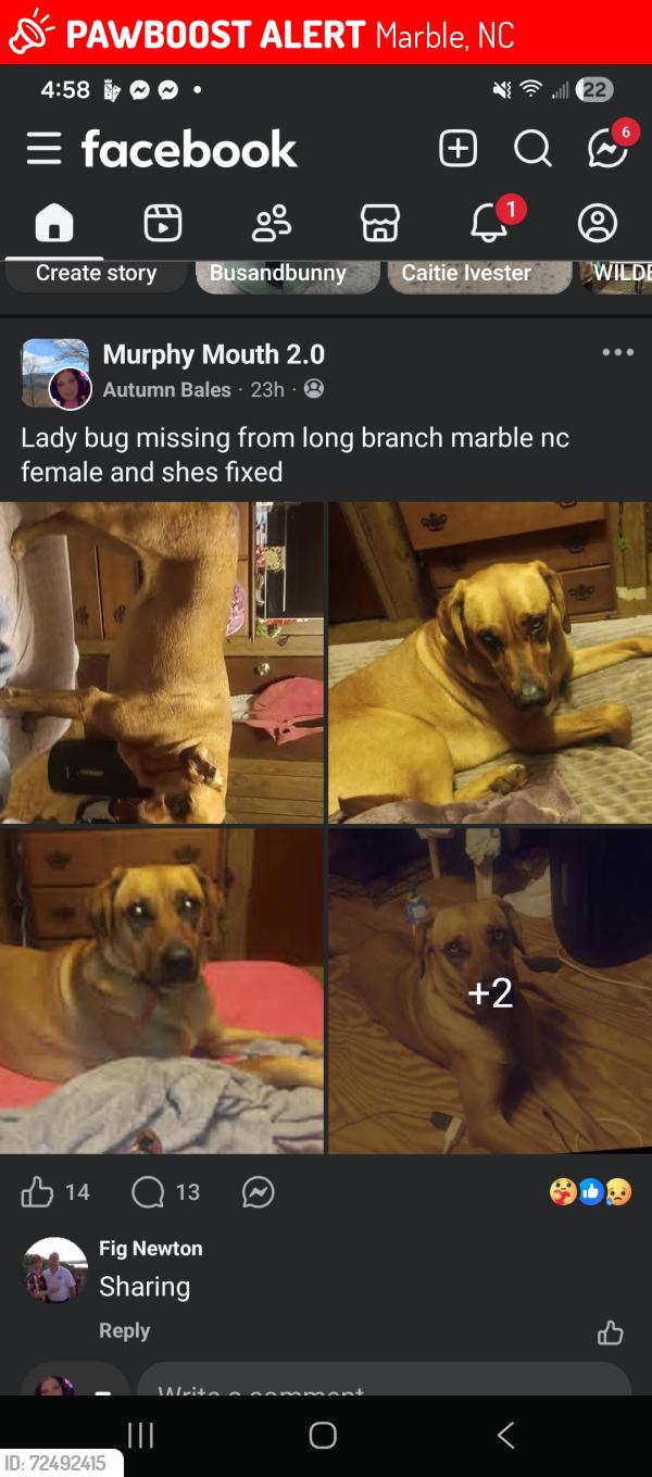 Lost Female Dog last seen State shed on highway 141 murphy nc , Marble, NC 28905