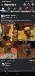 Lost Female Dog last seen State shed on highway 141 murphy nc , Marble, NC 28905