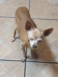 Lost Female Dog last seen Near Ave Buckeye Rd, Phoenix, AZ 85003