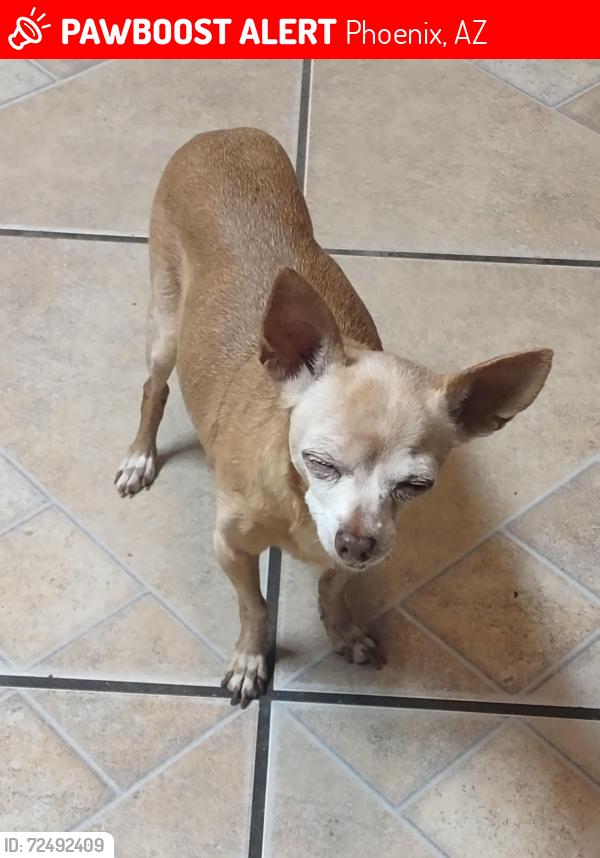 Lost Female Dog last seen Near Ave Buckeye Rd, Phoenix, AZ 85003