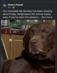 Lost Male Dog last seen Wrightsboro Rd /Jimmie Dyess Pkwy , Augusta, GA 30909