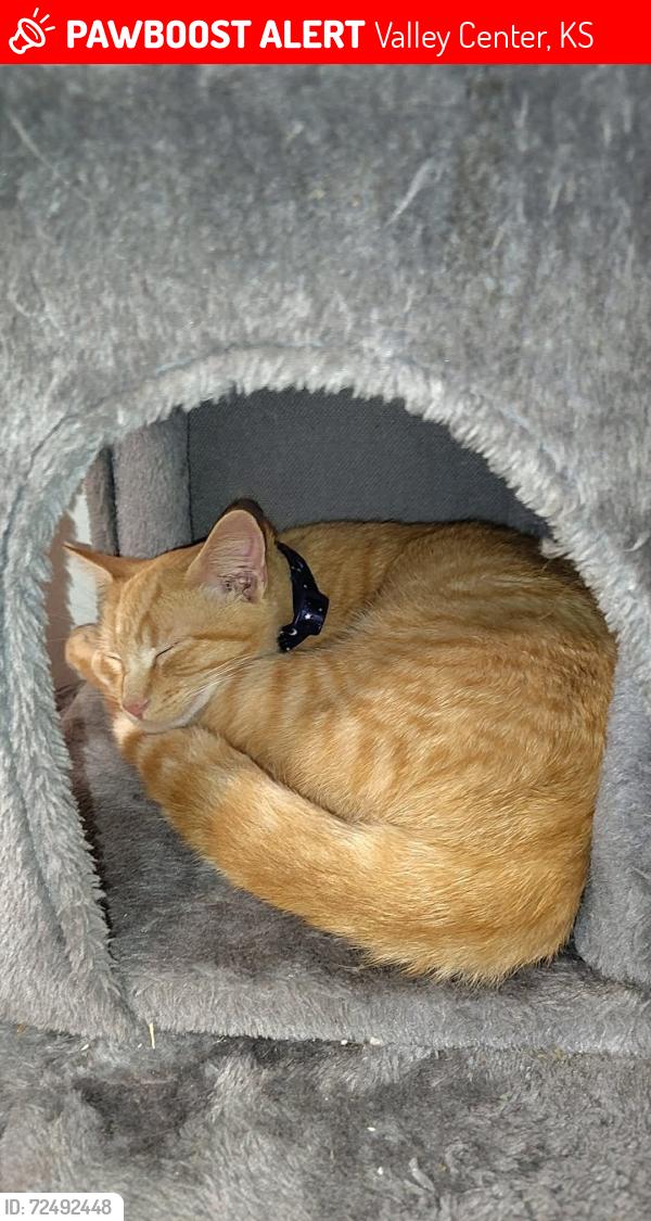 Lost Male Cat last seen Ford St valley center ks, Valley Center, KS 67147