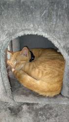 Lost Male Cat last seen Ford St valley center ks, Valley Center, KS 67147