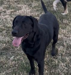Lost Male Dog last seen Ming & Ash, Bakersfield, CA 93309