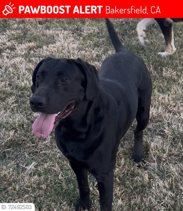 Lost Male Dog last seen Ming & Ash, Bakersfield, CA 93309