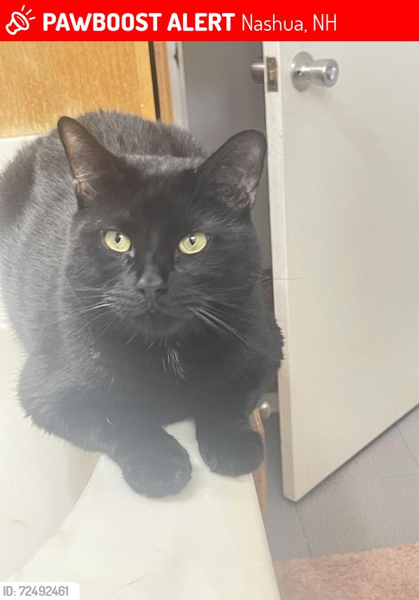 Lost Male Cat last seen Lockness drive, Nashua, NH 03062