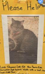 Lost Female Cat last seen N. Flamingo Rd/8th St/136th Ave, Fort Lauderdale, FL 33325