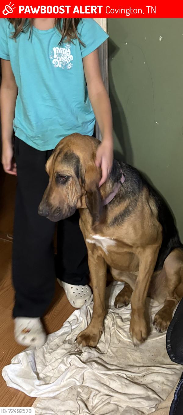 Lost Female Dog last seen Rialto Rd, Covington, TN 38019