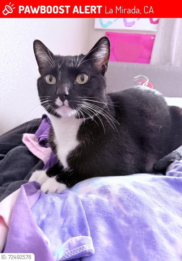 Lost Male Cat last seen First Ave and Imperial Hwy cross streets. Last seen on Summershade Dr. in La Mirada , La Mirada, CA 90604