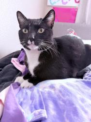 Lost Male Cat last seen First Ave and Imperial Hwy cross streets. Last seen on Summershade Dr. in La Mirada , La Mirada, CA 90604