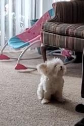 Lost Female Dog last seen Near ad ave y 51st ave, Denver, CO 80239