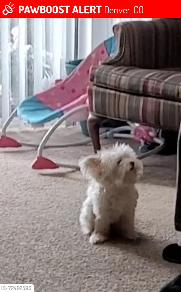 Lost Female Dog last seen Near ad ave y 51st ave, Denver, CO 80239