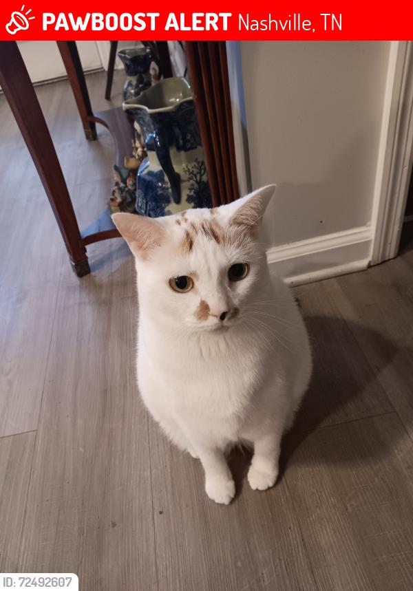 Lost Female Cat last seen Near Robinson rd/ Creedmoore rd, Nashville, TN 37138