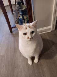 Lost Female Cat last seen Near Robinson rd/ Creedmoore rd, Nashville, TN 37138