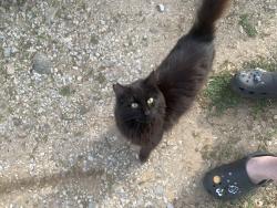 Lost Male Cat last seen Tanglewood Dr Azle texas 76020, Azle, TX 76020
