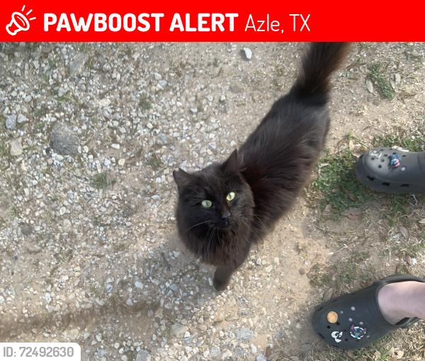 Lost Male Cat last seen Tanglewood Dr Azle texas 76020, Azle, TX 76020