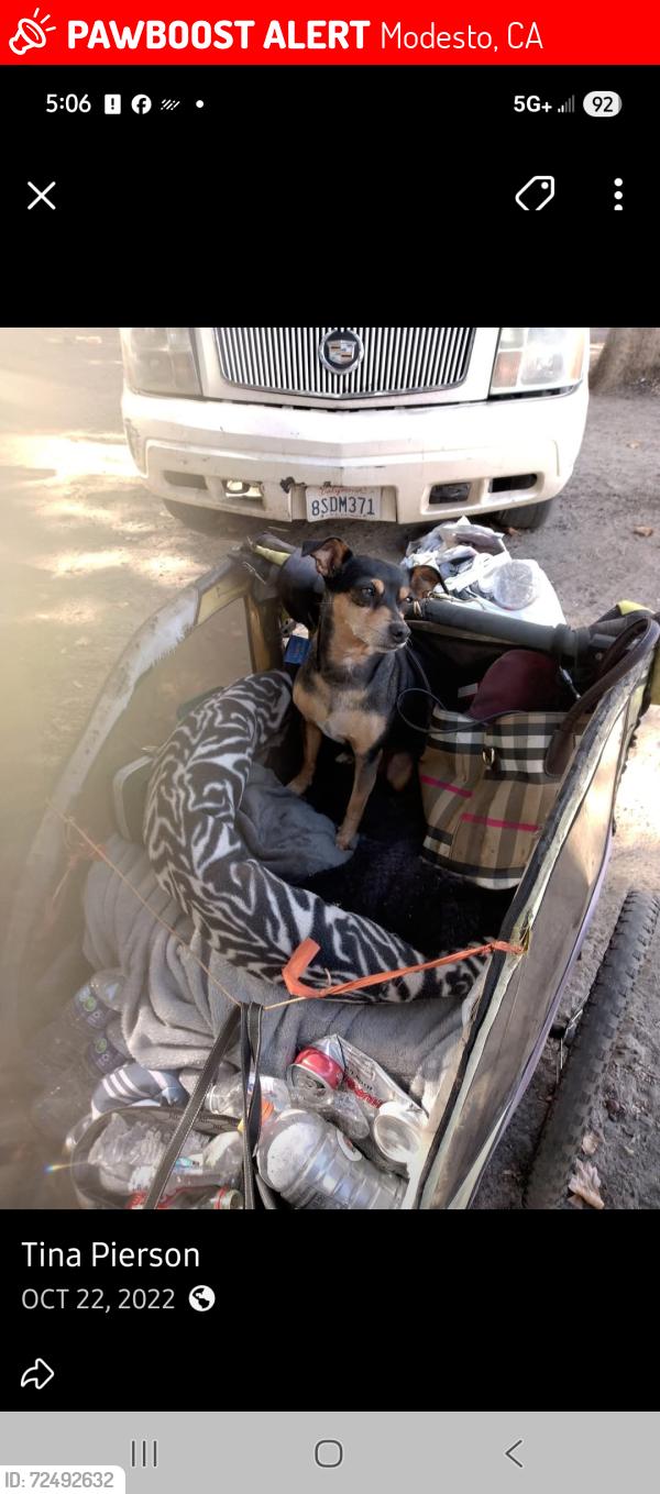 Lost Female Dog last seen Lucerne Ave Modesto Cal. 95350, Modesto, CA 95350