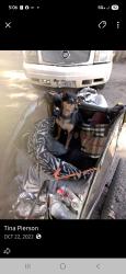 Lost Female Dog last seen Lucerne Ave Modesto Cal. 95350, Modesto, CA 95350