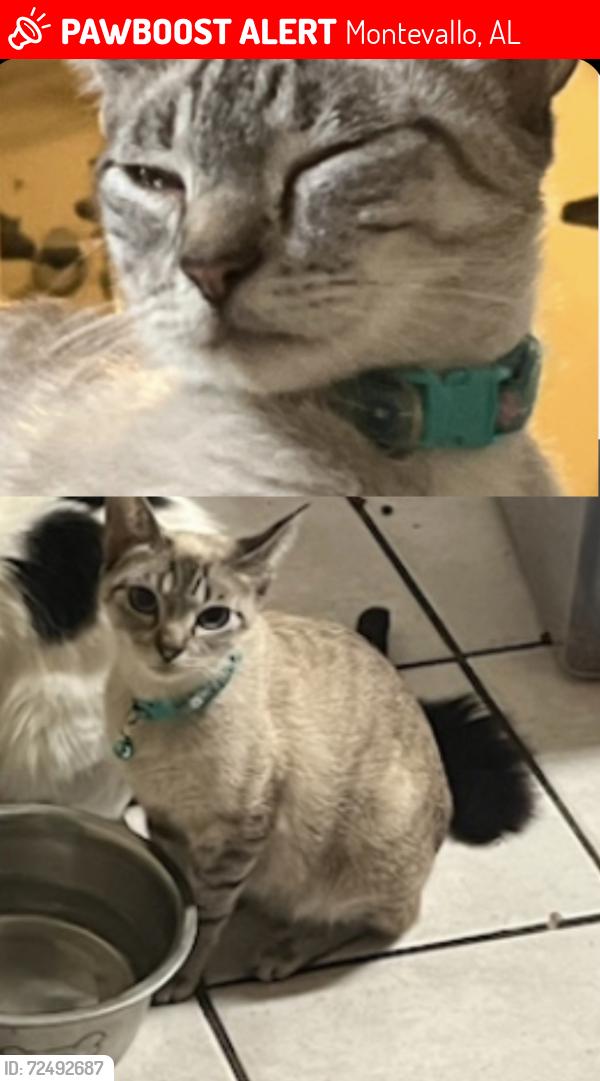 Lost Female Cat last seen 61–199 Carly Dr Montevallo, AL  35115 United States, Montevallo, AL 35115