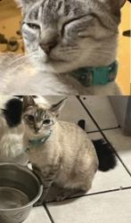 Lost Female Cat last seen 61–199 Carly Dr Montevallo, AL  35115 United States, Montevallo, AL 35115