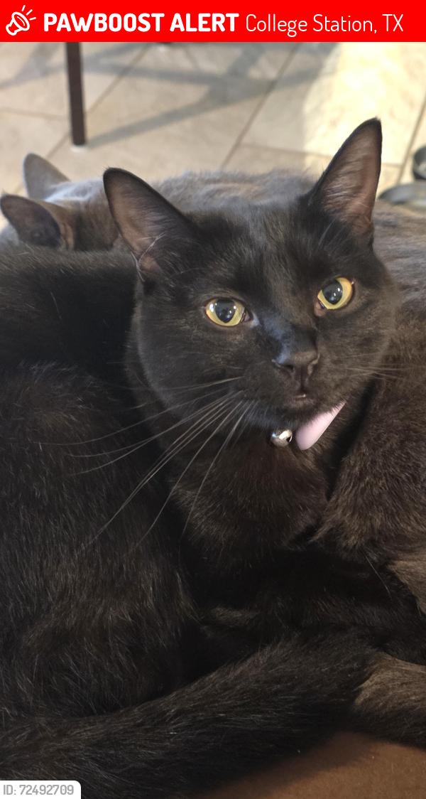 Lost Female Cat last seen Victoria ave at Harvest Dr, College Station, TX 77845