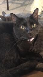 Lost Female Cat last seen Victoria ave at Harvest Dr, College Station, TX 77845