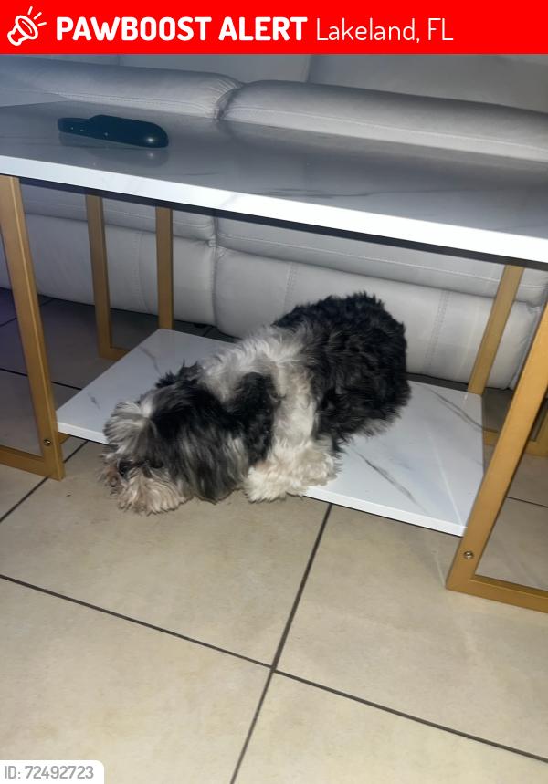 Lost Male Dog last seen Gibsonia Galloway , Lakeland, FL 33810