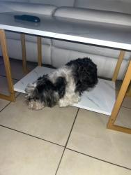 Lost Male Dog last seen Gibsonia Galloway , Lakeland, FL 33810
