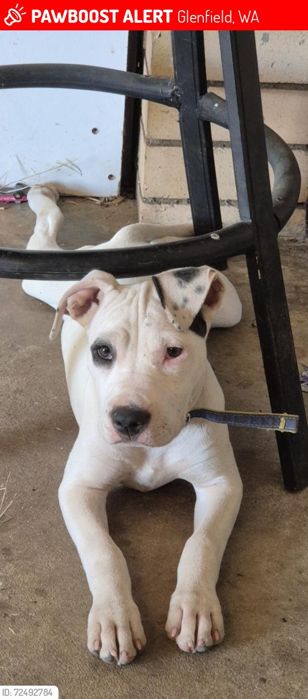 Lost Female Dog last seen Glenfield WA, Glenfield, WA 6532