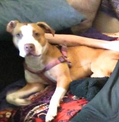 Lost Female Dog last seen 6th Street and mission Street San Francisco,ca, San Francisco, CA 94103