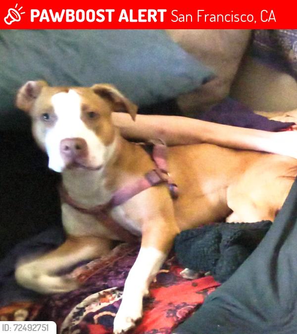 Lost Female Dog last seen 6th Street and mission Street San Francisco,ca, San Francisco, CA 94103