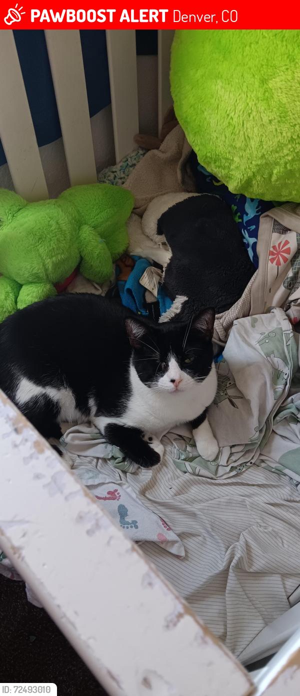 Lost Male Cat last seen Near Chaffee Pl st Green Valley Ranch, Denver, CO 80249