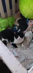 Lost Male Cat last seen Near Chaffee Pl st Green Valley Ranch, Denver, CO 80249