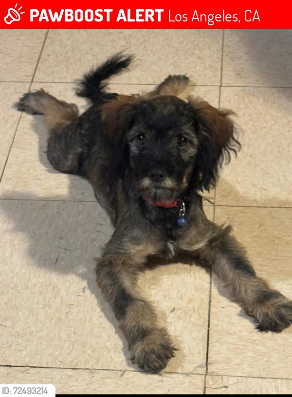 Lost Male Dog last seen morgan by the parking lot, Los Angeles, CA 90011