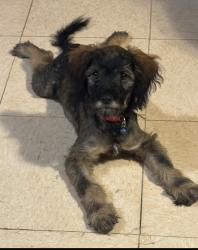 Lost Male Dog last seen morgan by the parking lot, Los Angeles, CA 90011