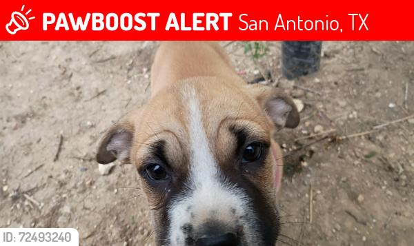 Lost Female Dog last seen Valero by Starbucks on thousand oaks , San Antonio, TX 78232