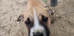 Lost Female Dog last seen Valero by Starbucks on thousand oaks , San Antonio, TX 78232