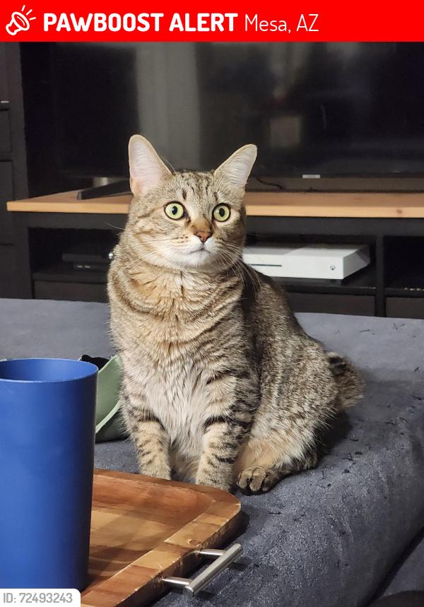 Lost Female Cat last seen The Reserve at Eastmark s off Inspirian Pkwy and Ray Rd close to 