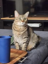 Lost Female Cat last seen The Reserve at Eastmark s off Inspirian Pkwy and Ray Rd close to 