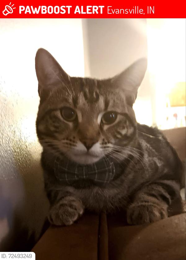 Lost Male Cat last seen North Fulton Avenue , Evansville, IN 47710