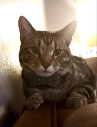 Lost Male Cat last seen North Fulton Avenue , Evansville, IN 47710