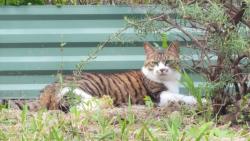 Lost Female Cat last seen Lincoln Drive Bulleen, Bulleen, VIC 3105