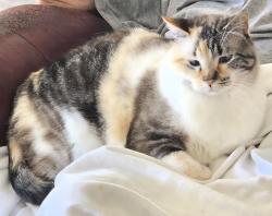 Lost Female Cat last seen Near Paddock Way , Pensacola, FL 32526